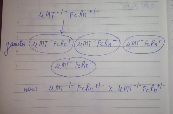 i unit Fc Rn+1- gametis (UMT FcRnt Cum - Fern) Cu MT- Fehnt) UMT Fehn now unt-t-Fehn thx u MTt Flytt