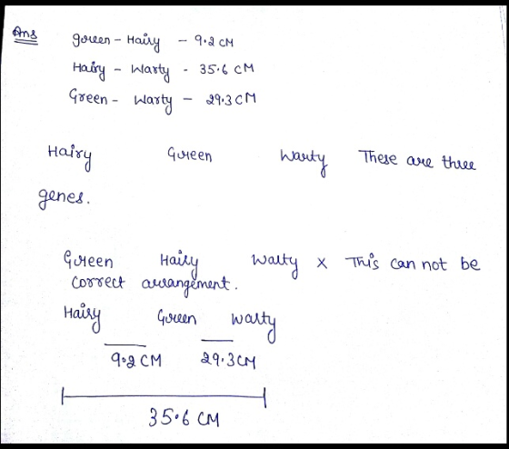 Ans goreen - Hairy - 9.8 CM Hairy - Marty - 35.6 CM Green - Warty - 29.3CM наіху queen Wauty These are three genes. This can