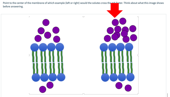 Point to the center of the membrane of which example (left or right) would the solutes cross them faster. Think about what th