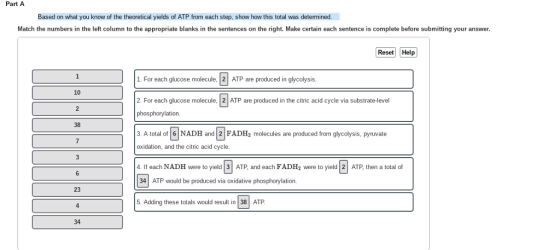 Part A Based on what you know of the theoretical yields of ATP from each step, show how this total was deter Match the numbers in the left column to the appropriate blanks in the sentences on the right. Make certain each sentence is complete before submitting your answer. Reset Help ATP e prodc F each gacose mleced inth cii yle va 1. For each glucose molecule, 2 ATP are produced in glycolysis 10 2 38 2. For each glucose molecule, 2 ATP are produced in the citric acid cycle via substrate-level phosphorylation. 3. A total of 6 NADH and 2 FADH2 molecules are produced from glycolysis, pyruvate oxidation, and the citric acid cycle. 3 6 23 4. If each NADH were to yield 3 ATP, and each FADH2 were to yield 2 ATP, then a total of 34 ATP would be produced via oxidative phosphorylation 5. Adding these totals would result in 38 ATP 4 34