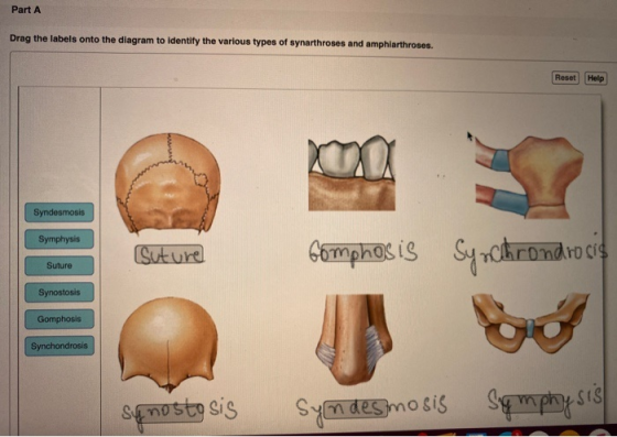 Part A Drag the labels onto the diagram to identify the various types of synarthroses and amphiarthroses. Reset Help Syndesmo