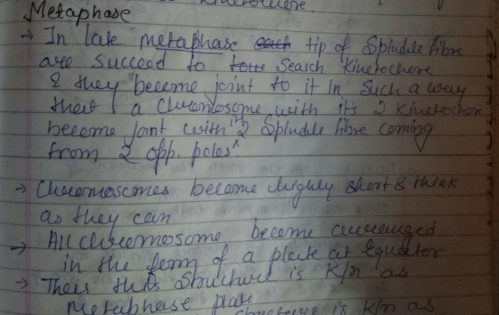 Metaphase шиле дале - In late metaphase bech tip of Sprudele fibre are succeed to four search kineto chese 2 they become scin