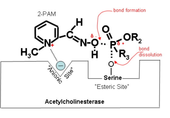 - bond formation 2-PAM PTOR bond R, dissolution Sites Anionic Serine Esteric Site Acetylcholinesterase