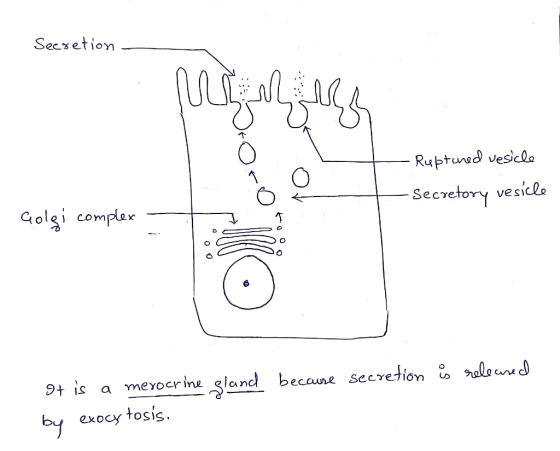Secretion - Meler Ruptuned vesicle Secretory vesicle Golęi complex becaure secretion is released It is a merocrine sland by e