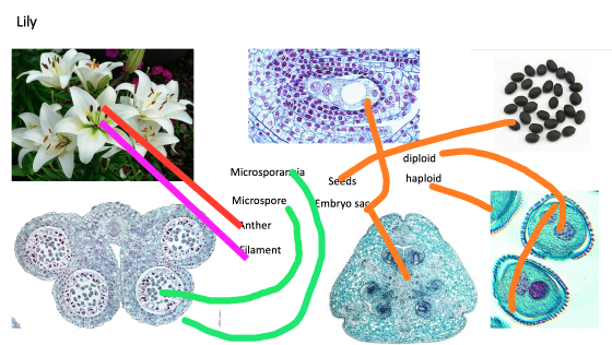 Lily 090 diploid Microsporan ia Seeds haploid Microspore Embryo sar Anther Filament