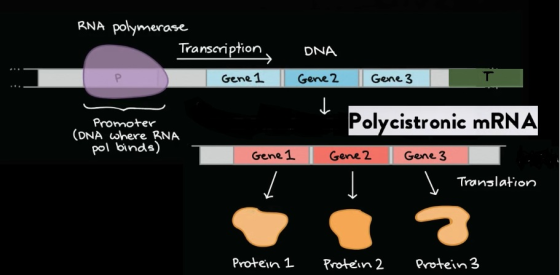 RNA polymerase Transcription DNA Gene 1 Gene 2 Gene 3 T Promoter (DNA where RNA pol binds) Genel | Polycistronic mRNA Gene 2