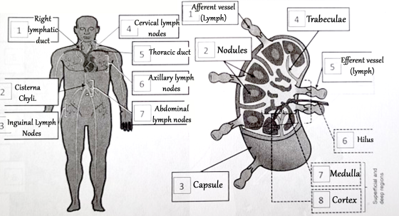 Afferent vessel Cervical lymph 2 (Lymph) 4 Trabeculae -Right 7 1 lymphatic -duct nodes 5 Thoracic duct 2 Nodules Efferent ves