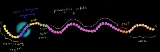 shine -dalgamo prokaryotic mRNA sve me NCR Y STOP AUGS Start non 4 NCR