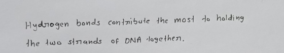 Hydrogen bonds contribute the most to holding the two strands of DNA logether.