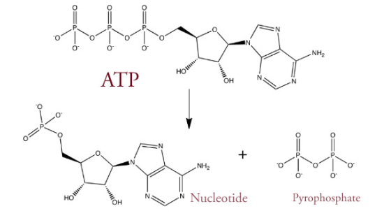 0 0 0 ATP OH o= O= NH2 Too 0 0 Nucleotide Pyrophosphate