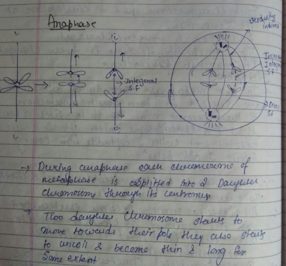 Anaphase veeducing Indiren 11) Վան, 1 n1020 Intenonal Sofu Direu During canapheese een cluemesome of mechapliese is cosplitte