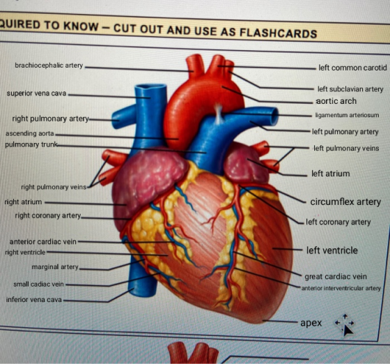 UIRED TO KNOW - CUT OUT AND USE AS FLASHCARDS left common carotid brachiocephalic artery left subclavian artery aortic arch s