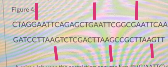 Figure | Figure 4 | CTAGGAATTCAGAGCTGAATTCGGCGAATTCAA GATCCTTAAGTCTCGACTTAAGCCGCTTAAGTT mo CODLICNATT