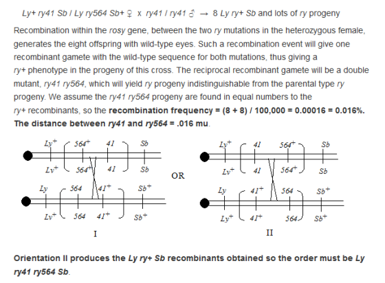 Ly+ ry41 Sb/ Ly ry564 Sb+9 x ry41 1 ry416-8Ly ry+ Sb and lots of ry progeny Recombination within the rosy gene, between the t
