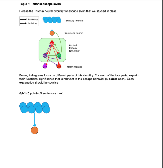 Topic 1: Tritonia escape swim Here is the Tritonia neural circuitry for escape swim that we studied in class. Excitatory Inhi