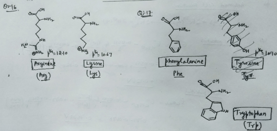 O116 Q11 om KO NH₂ Who jk - 12:10 Arginénk trily ble 1067 Lyune [Phenylalanine/ Phe ън кејо Tyrosine . con -Nn. Tryptophan (