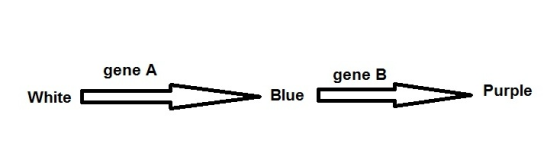 gene A gene B White O White Pro Blue Blue gene B Purple Purn Purplo