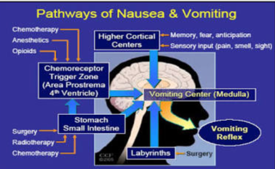 Pathways of Nausea & Vomiting Chemotherapy Higher Cortical Memory, fear, anticipation Anesthetics Centers |--Sensory input (p