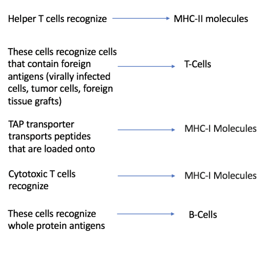 Helper T cells recognize → MHC-Il molecules T-Cells These cells recognize cells that contain foreign antigens (virally infect