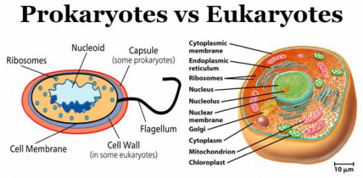 Prokaryotes vs Eukaryotes Nucleoid Capsule (some prokaryotes) Ribosomes Cytoplasmic membrane Endoplasmic - reticulum Ribosome