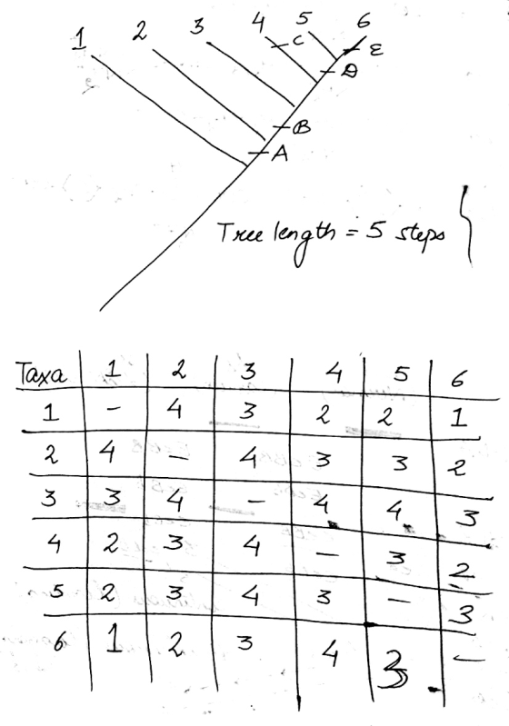 1 2 3 4 5 . ST Tree length = 5 steps Tex | 1 4 6 3 3 4 . ? - 5 3 , 1 ਕਿ 3 34 - 4 1 2 3 4 - ( s || 2 | 3 | 4 | 3 3 - 2