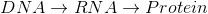 DNA + RNA → Protein