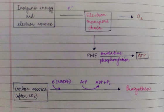 Inorganic energy é and cedron source Electron transport I chain L PME ATPT osudative phosphorylation e CNADPH) ATP I Carbon s