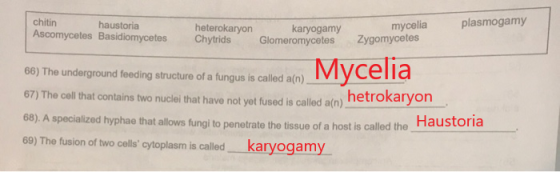 chitin haustoria Ascomycetes Basidiomycetes plasmogamy heterokaryon Chytrids karyogamy Glomeromycetes mycelia Zygomycetes Myc