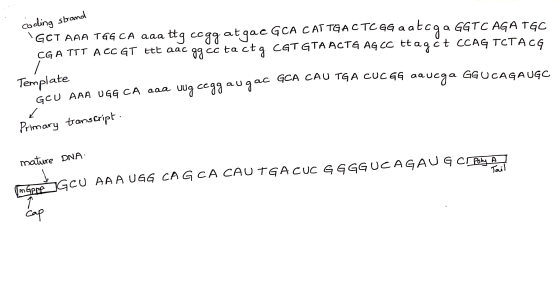coding strand GOT AAA TGG CA aaa tha ccag atqac GCA CAT TGA CTC GG aatega GGTC AGATGC CGA TTT ACC GT Itt aac 99 cc tactg CGT