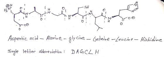 SH H2 o I ly 119111 H Aspertic acid – Alanine-glycine Alanine-glycine – Cysteine -Leucine – Histidine Single letter abbreviat