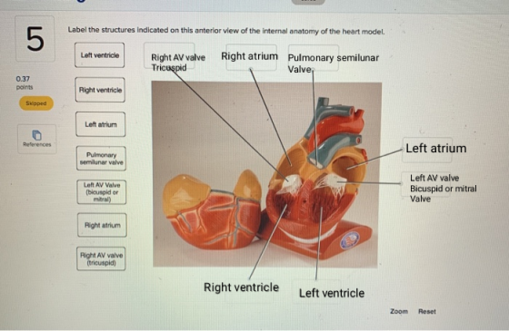 Label the structures indicated on this anterior view of the Internal anatomy of the heart model. Left ventricle Right AV valv