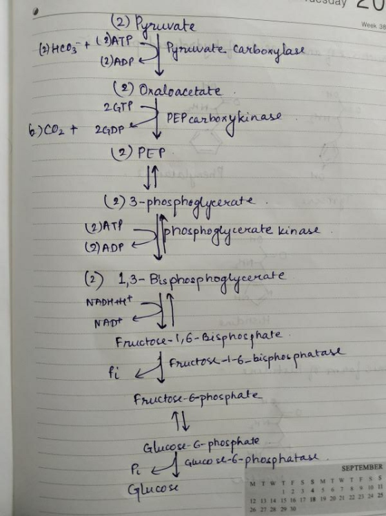 Tucsudy ZU (2) Pyruvate Week 38 (2) HCO3 + (ATP 3 Pynewate carboxylase (2) ADP (2) Oraloacetate 2GT1 PEP carboxykin 6)CO2 + 2