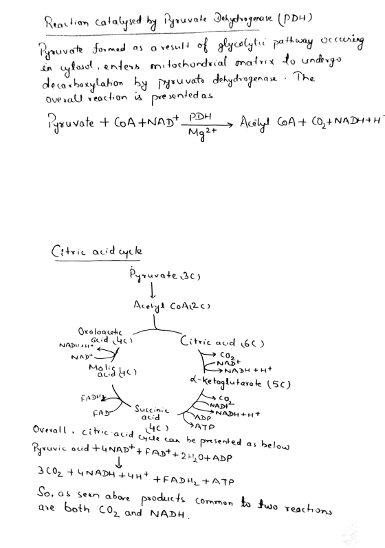 Reaction Catalysed by Pyruvale Dehydrogenase (PDH) Pyruvate formed as a result of glycolytic pathway occuring in cytosol, ent