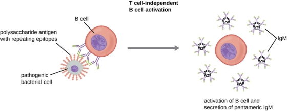 T cell-independent B cell activation B cell polysaccharide antigen with repeating epitopes IgM pathogenic bacterial cell acti