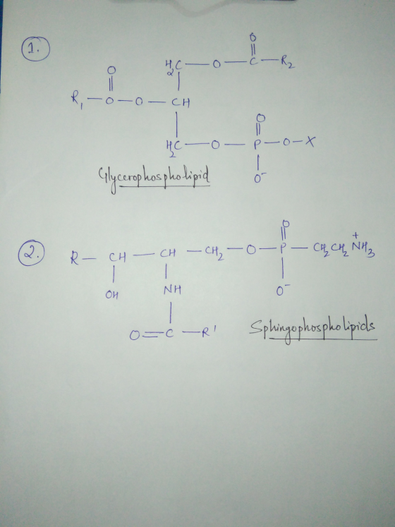 o=U TO -o0 CH -po-X Glycrophospholipid o R - CH - CH - CH₂ -0 - P - CH CH NH₂ OH NH o=c-R Sphingophospholipids