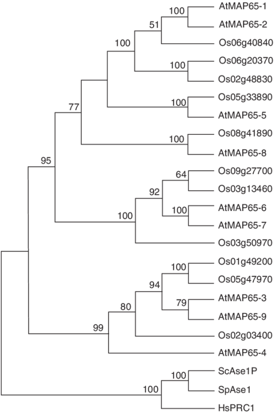 AtMAP65-1 100 51 ADMAP65-2 100 Os06g40840 100 Os06g20370 Oso2g48830 Oso5g33890 100 77 AtMAP65-5 Os08g41890 100 AtMAP65-8 95 6