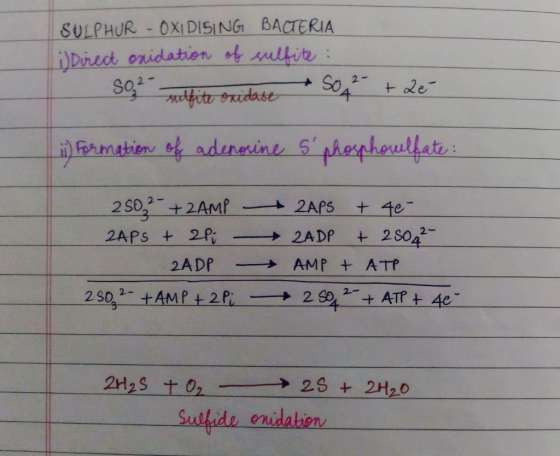 SULPHUR - OXIDISING BACTERIA Li Direct oxidation of sulfite : So rulfite oxidase SO² + 2e i) Formation of adenosine s phosph