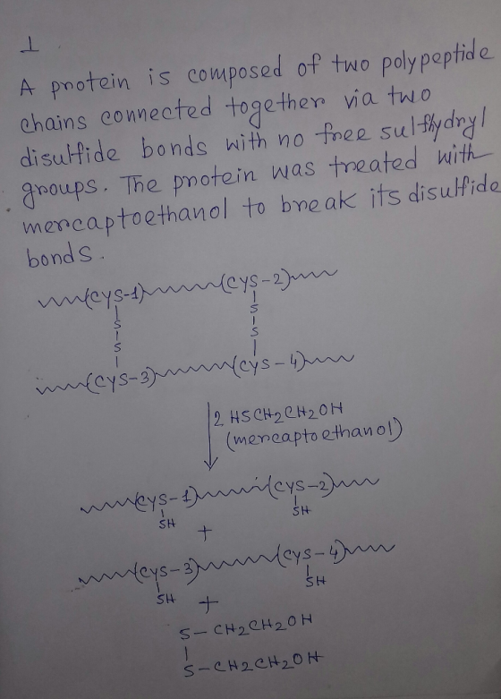 A protein is composed of two polypeptide chains connected together via two disulfide bonds with no free sulfhydryl groups. Th