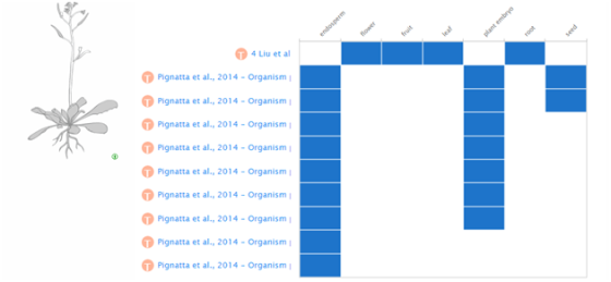 TOO Seed endosperm plant embryo 4 Liu et al Pignatta et al., 2014 - Organismi Pignatta et al., 2014 - Organism Pignatta et al