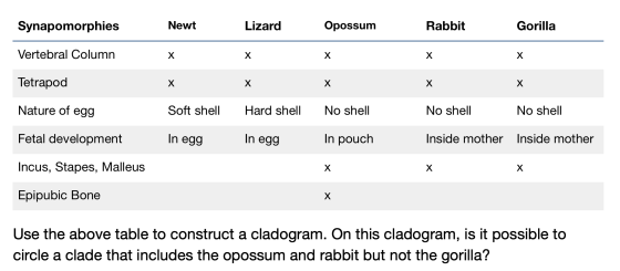 Synapomorphies Newt Lizard Opossum Rabbit Gorilla Vertebral Column X Tetrapod Nature of egg Soft shell Hard shell No shell No