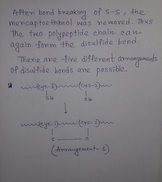 After bond breaking of s-s, the mencap toe thanol was removed. Thus the two polypeptide chain can again form the disulfide bo