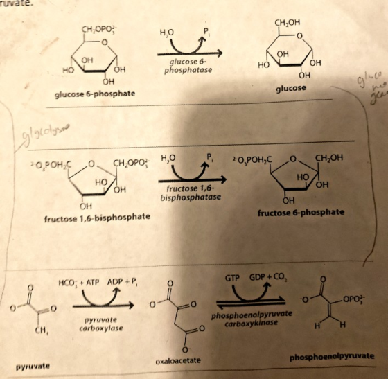 ruvate. CH,OH CHOPO; HO он glucose 6- phosphatase HO OH OH 94 Он glucose 6-phosphate glucose glycolysao OPOH COCHZOPO HO O HO