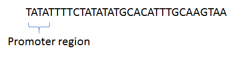 TATATTTTCTATATATGCACATTTGCAAGTAA Promoter region