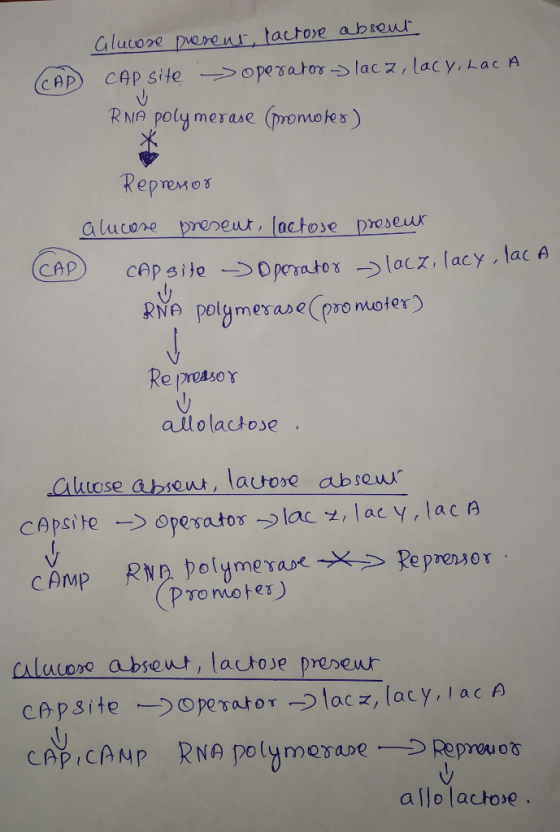 Rra poly merase (romojes ) alucone preret, lactose preseur RMo polymerare (pro moter Re presor allolactose pro moke ) caleaere absewt, lactose preseur allo lactoe.