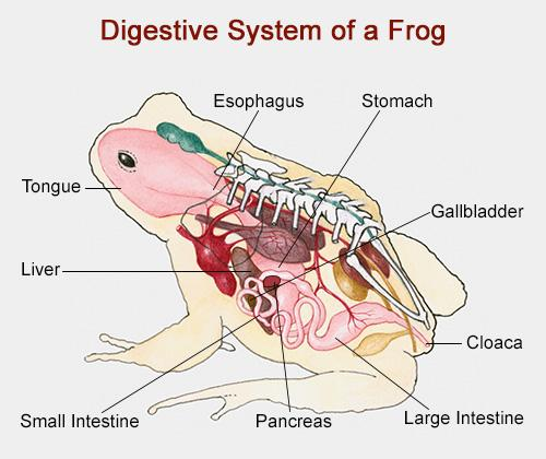 Digestive System of a Frog Esophagus Stomach Tongue Gallbladder Liver Cloaca Small Intestine Pancreas Large Intestine