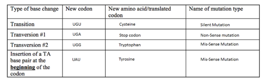 Type of base change New codon New amino acid/translatedName of mutation type codon Transition Tranversion #1 Transversion #2