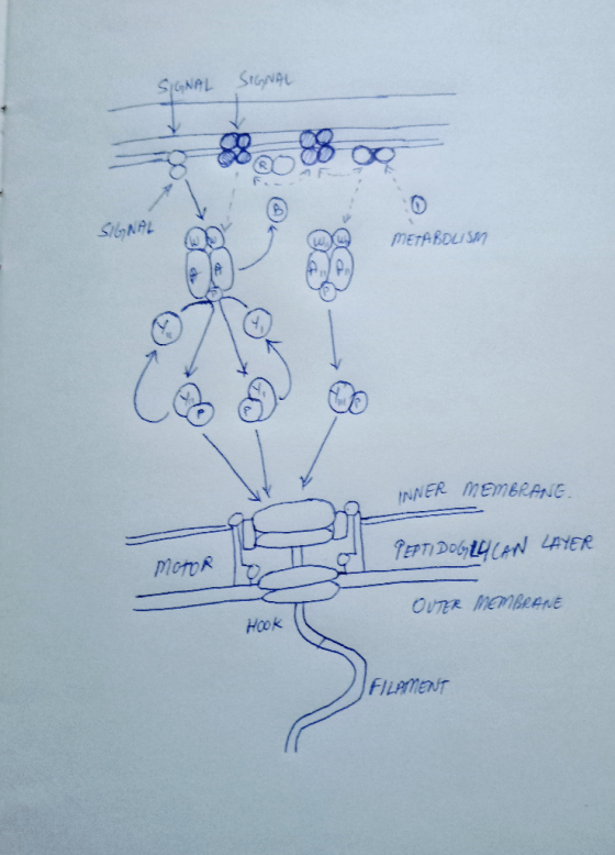 INNER mEm BRANE Hook