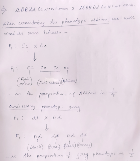 ax M B Bdd Cc w twt mm x U B B D d Cewrwt mm. the when considering phenotype albino, we will consider uoss between a P: Cc X