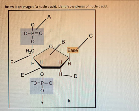 Below is an image of a nucleic acid. Identify the pieces of nucleic acid. 0-P=O 0-2-0-0 LI Base to-2 HD -0-P=0
