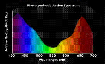Photosynthetic Action Spectrum Relative Photosynthetic Rate 400 450 650 700 500 550 600 Wavelength (nm)